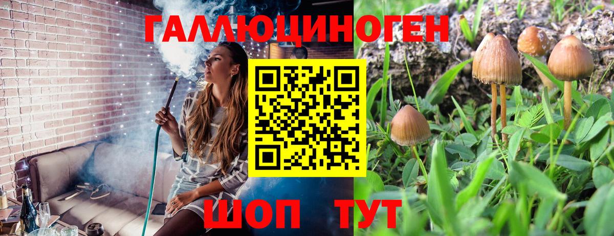 Галлюциногенные грибы Psilocybine cubensis Ипатово
